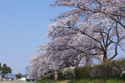 IMGP7065-1.jpg